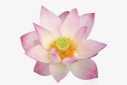 印度花粉红色纯洁的莲蓬水芙蓉实物高清图片