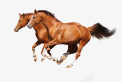 奔驰骏马奔驰的两匹骏马高清图片