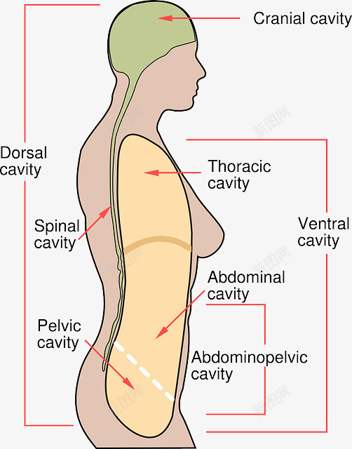 人体解剖图png免抠素材_新图网 https://ixintu.com 人体 健康 医护 医疗 救护 生命 生物 研究