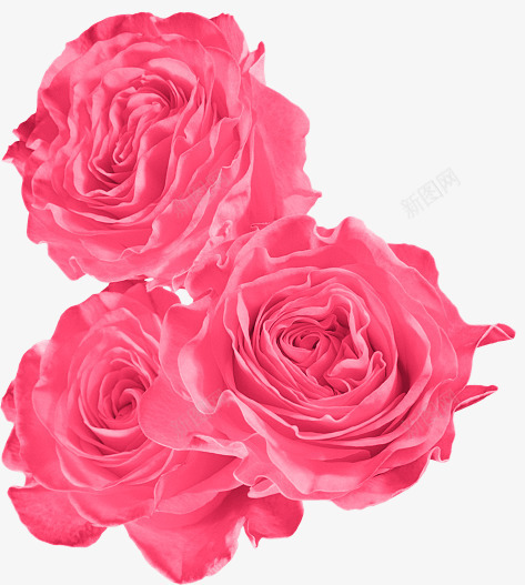 三朵玫瑰png免抠素材_新图网 https://ixintu.com 好看 实用 粉色 装饰