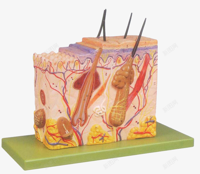 医学模型结构png免抠素材_新图网 https://ixintu.com 剖析图 医学美容 皮肤排毒 皮肤模型 皮肤组织结构 肌肤组织 解剖图