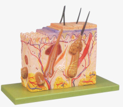 皮肤的解剖医学模型结构高清图片