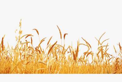 成熟的麦子png免抠素材_新图网 https://ixintu.com 丰收 金色 麦穗
