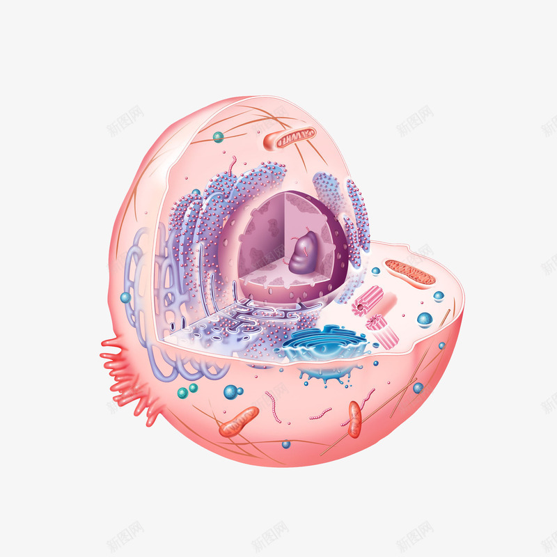 彩色细胞核结构png免抠素材_新图网 https://ixintu.com 3D细胞模型 动物细胞 核糖核酸 植物细胞 模型结构 横断面 细胞核 细胞膜