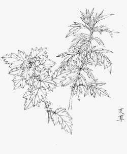 艾叶草端午手绘黑白植物艾叶高清图片