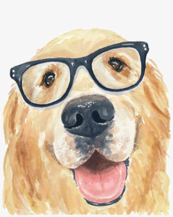 可爱的眼镜金毛犬高清图片