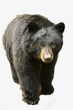熊瞎子野生黑熊高清图片