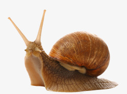 摄影褐色的背着壳的蜗牛素材