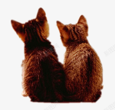 两只宠物猫咪背影png免抠素材_新图网 https://ixintu.com 可爱 宠物 猫咪 背影