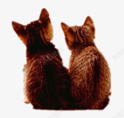 两只宠物猫咪背影png免抠素材_新图网 https://ixintu.com 可爱 宠物 猫咪 背影