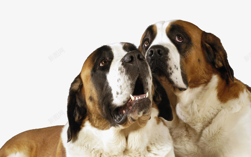 可爱小狗png免抠素材_新图网 https://ixintu.com 动物 圣伯纳犬 宠物 汪星人 犬 狗 萌宠