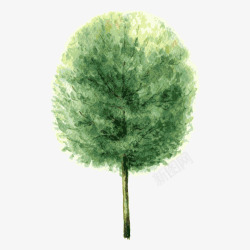 四季绿植树树木高清图片