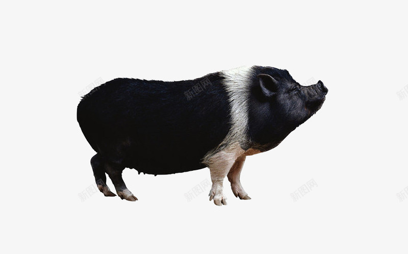 野猪png免抠素材_新图网 https://ixintu.com PPT讲义素材图片 山猪 杂食性动物图片 背景图片猪 豪猪 黑色的猪