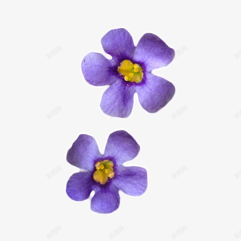 紫色小花元素png免抠素材_新图网 https://ixintu.com 小花 植物 紫色的花 花朵png 花朵元素 野花