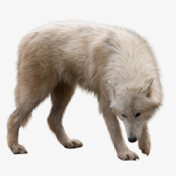 雪地狼群野狼雪狼孤狼动物高清图片