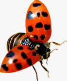 春季红色昆虫动物装饰素材
