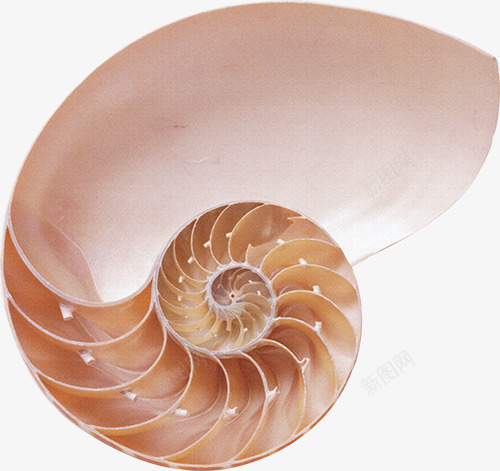 软体动物png免抠素材_新图网 https://ixintu.com shell 产品实物 海贝 海鲜 贝壳