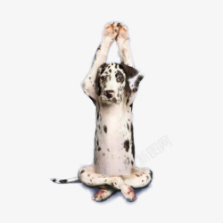 瑜伽小狗举手的小狗高清图片