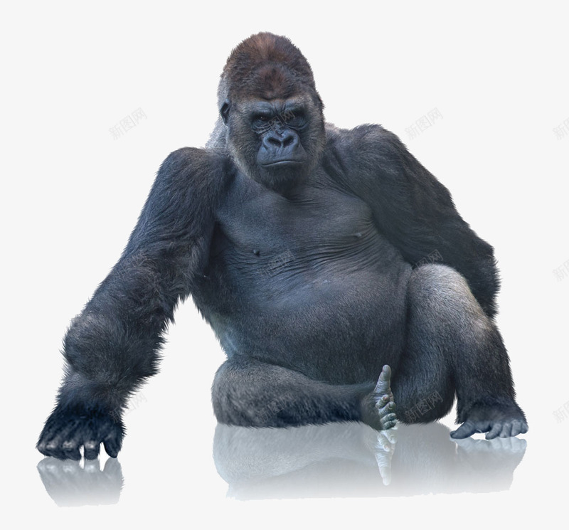 坐在地上的黑猩猩png免抠素材_新图网 https://ixintu.com png免费素材 动物 地上 坐 黑猩猩