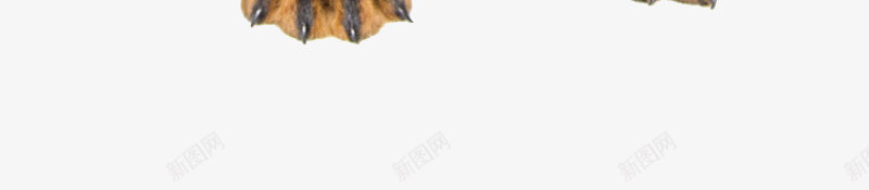 可爱黑色宠物狗png免抠素材_新图网 https://ixintu.com 动物 可爱 宠物素材 小狗 萌萌的小狗 黑色