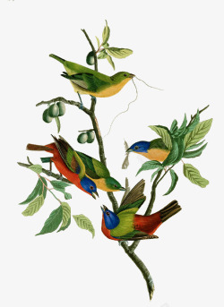 上的喜鹊果树上的小鸟高清图片
