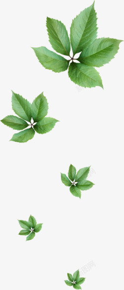 线描花草水彩花草素材