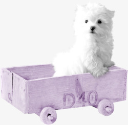 带轮的木抽屉木头柜中的小狗高清图片