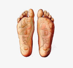 泌尿系统解剖图脚部分析图高清图片