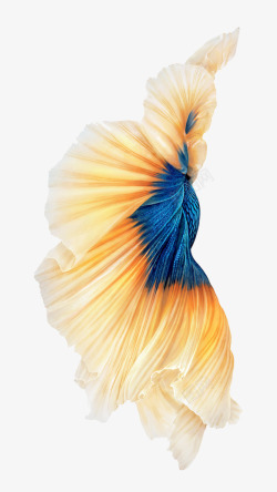 鱼类花纹金鱼海底动物高清图片