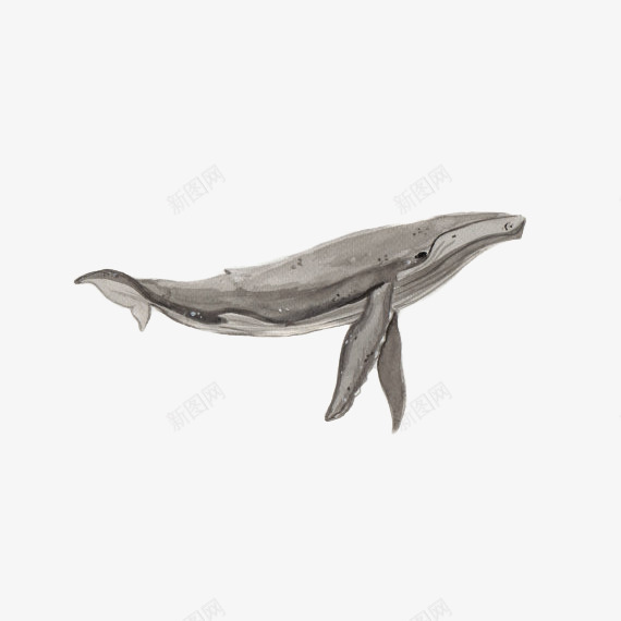 一只灰色的海洋生物座头鲸插画免png免抠素材_新图网 https://ixintu.com 一只灰色的海洋生物座头鲸插画免抠免费下载 宣传 座头鲸 插图 插画 海洋 濒危 灰色 物种 生物 百科