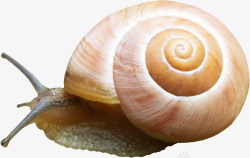蜗牛青草图案蜗牛图案高清图片