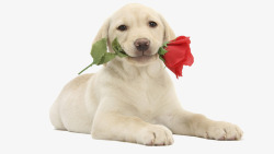 宠物犬叼着花的狗狗高清图片