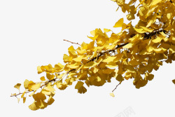 前景灌木树秋天树叶黄了高清图片
