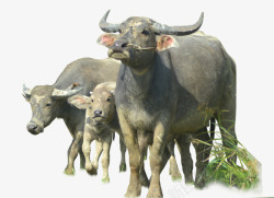 三只小动物三只水牛高清图片