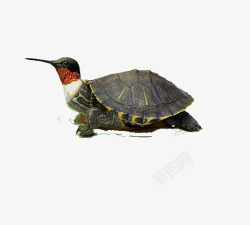 长嘴龟尖嘴龟高清图片