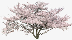 樱花树植物素材