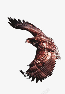 西藏旅游矢量图飞翔的老鹰高清图片