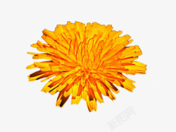 明黄色瓷砖母菊免费高清图片