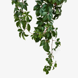 天然植物提取绿色吊篮植被天然绿植高清图片
