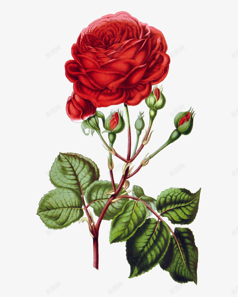鲜红色玫瑰图案png免抠素材_新图网 https://ixintu.com 小生命 树枝 活力 玫瑰 绽放 高清图案 鲜红色