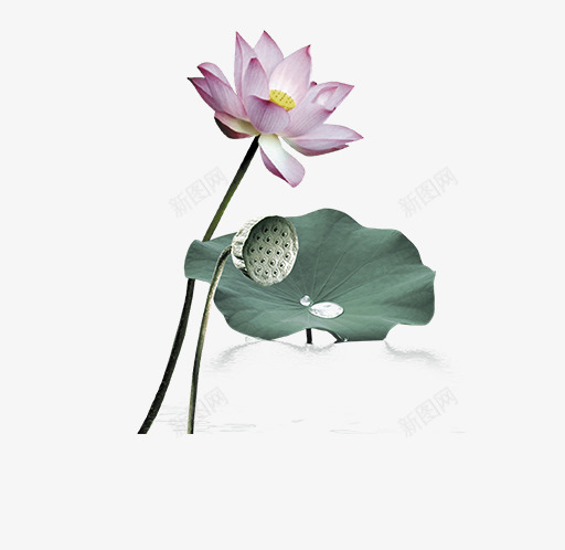 文艺清新花草花环海报装饰png免抠素材_新图网 https://ixintu.com 小清新花草装饰 文艺花草PPT制作 植物插画 海报设计 花草包装礼盒 花草插画 花草装饰 荷花