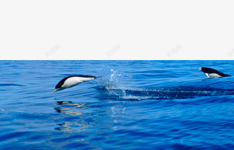 蓝色海面波光png免抠素材_新图网 https://ixintu.com 大海 水波 水纹 波光 波光粼粼 波纹 海豚 海面 蓝色