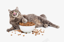 猫吃猫粮猫与猫粮高清图片
