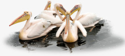 白色水鸟水里游的白鹭高清图片