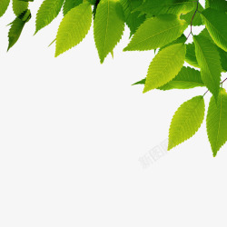 绿树图案树叶图案高清图片