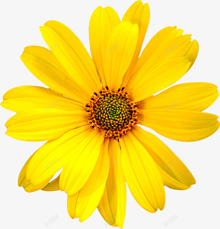 黄色花朵png免抠素材_新图网 https://ixintu.com 美丽 花朵 花瓣 黄色