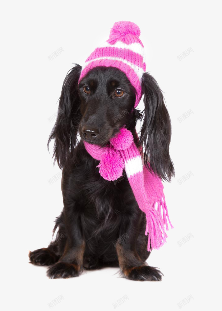带着粉色帽子的动物png免抠素材_新图网 https://ixintu.com 围巾 小狗 粉色帽子 长耳朵 黑色