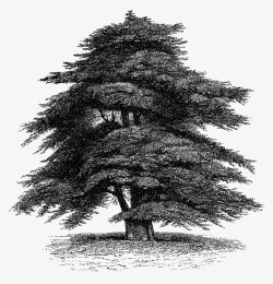 白描树木手绘樟树高清图片