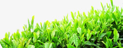 绿色茶叶茗茶品茶文化素材