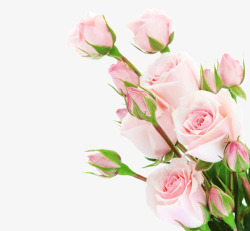一簇玫瑰一簇粉玫瑰清新情人节高清图片